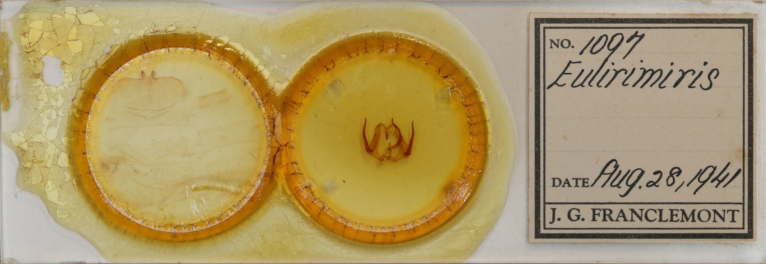 slide view of adult Eulirimiris n. sp.