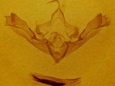 genitalia view of adult Dryobotodes eremita