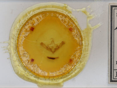 slide view of adult Dryobotodes eremita