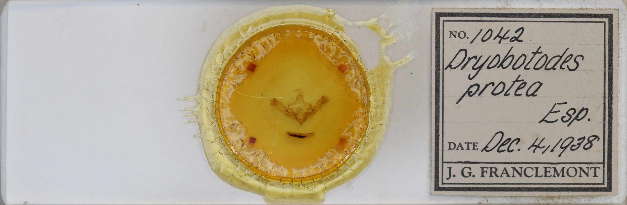 slide view of adult Dryobotodes eremita