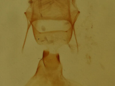 genitalia view of adult Eupithecia anticaria