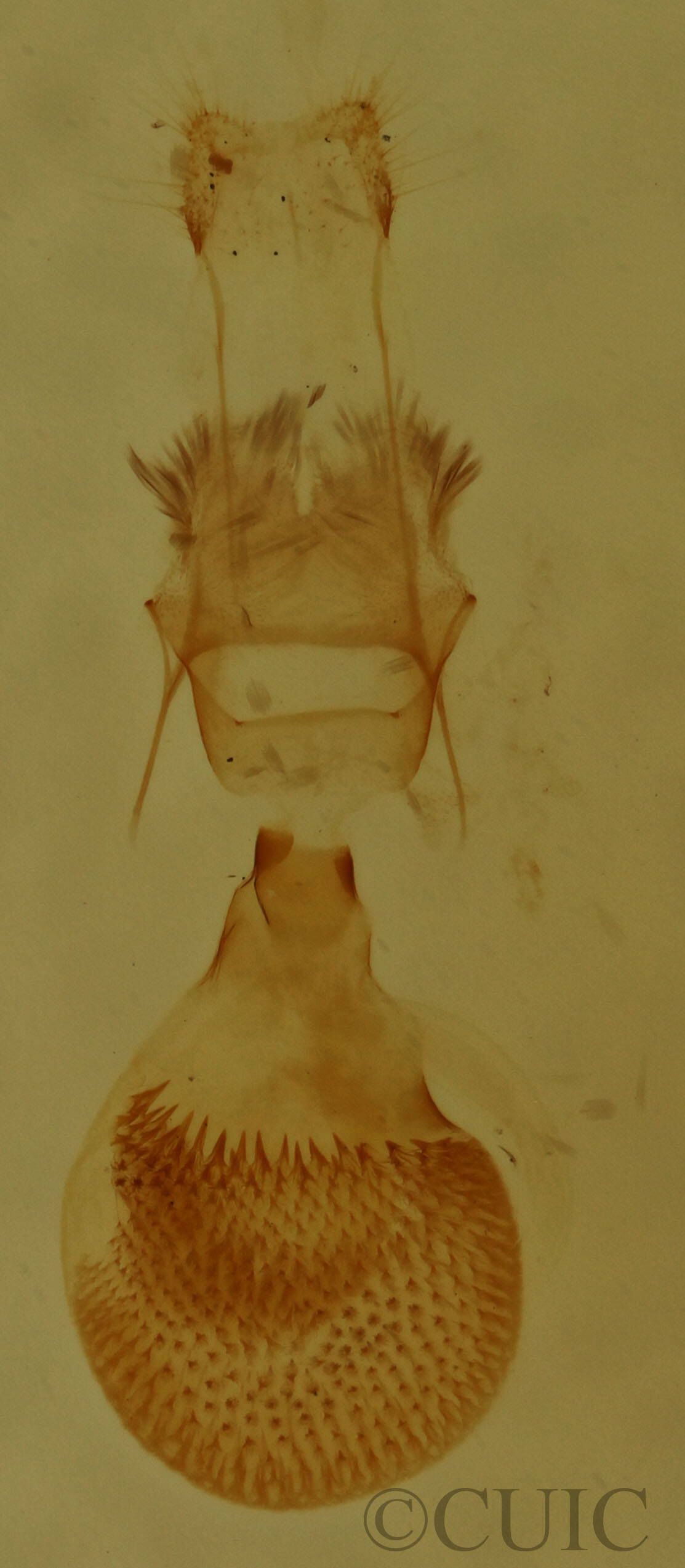 genitalia view of adult Eupithecia anticaria