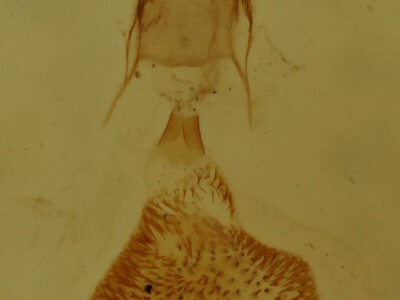 genitalia view of adult Eupithecia subfuscata