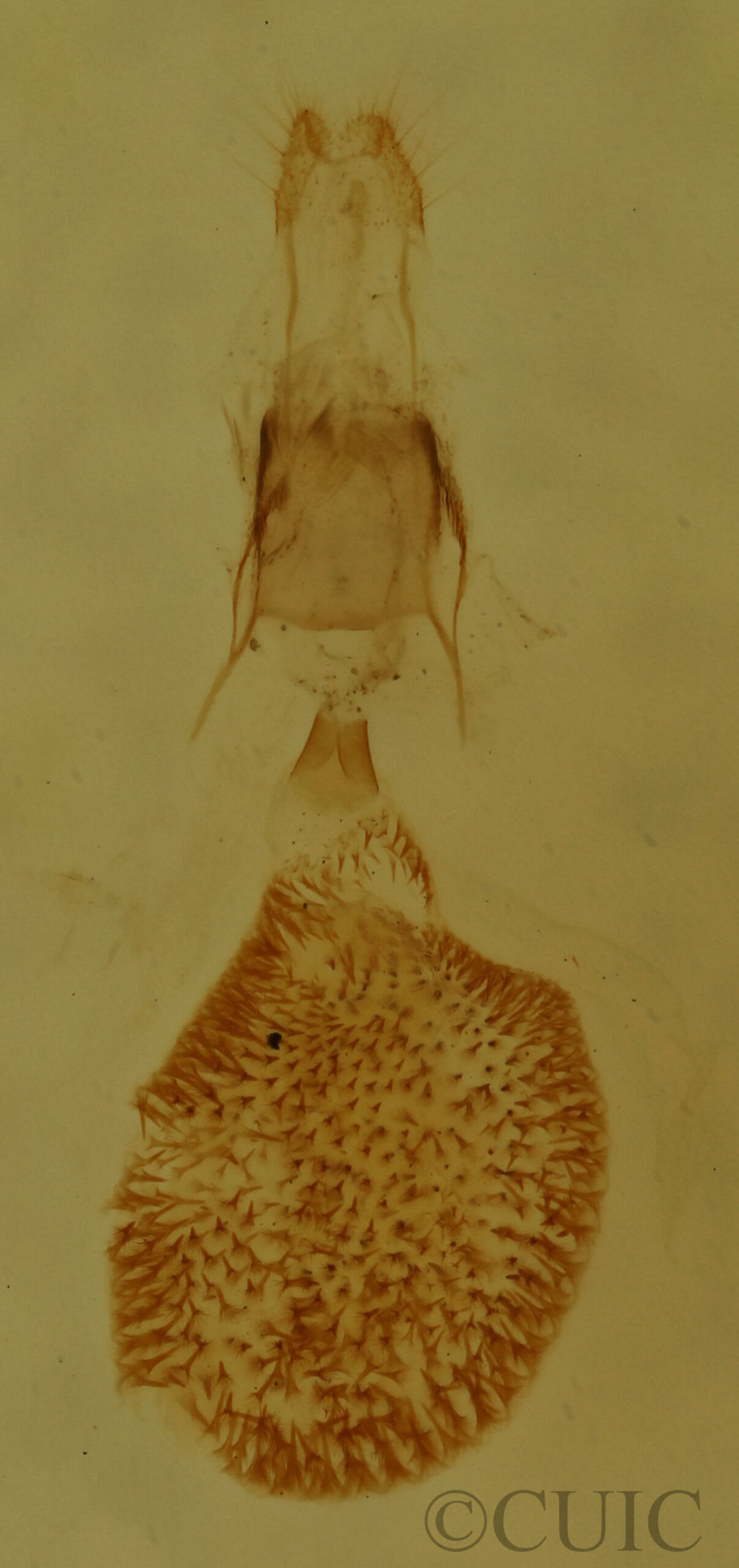 genitalia view of adult Eupithecia subfuscata