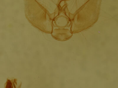 genitalia view of adult Eupithecia annulata