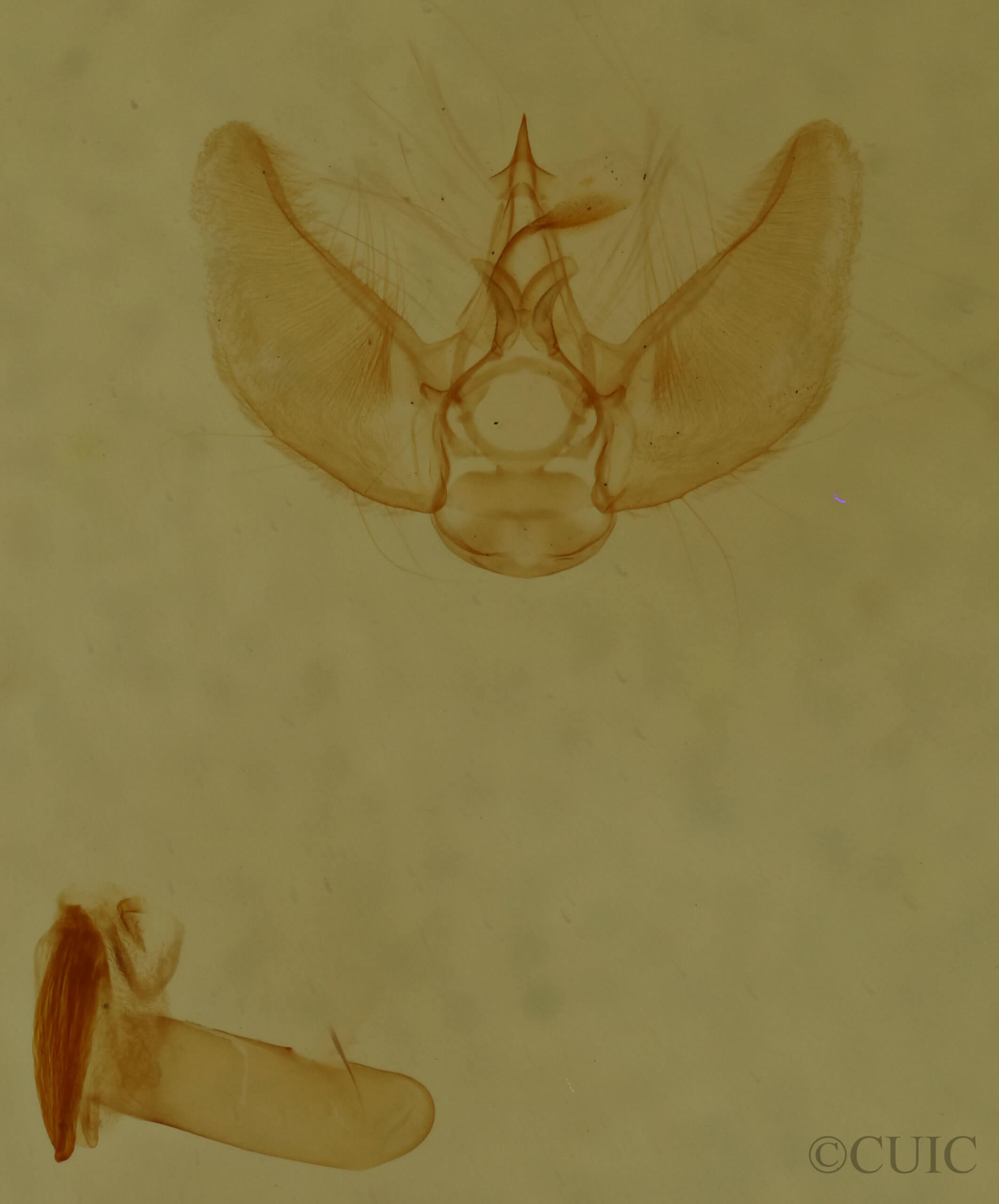 genitalia view of adult Eupithecia annulata