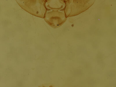 genitalia view of adult Eupithecia annulata