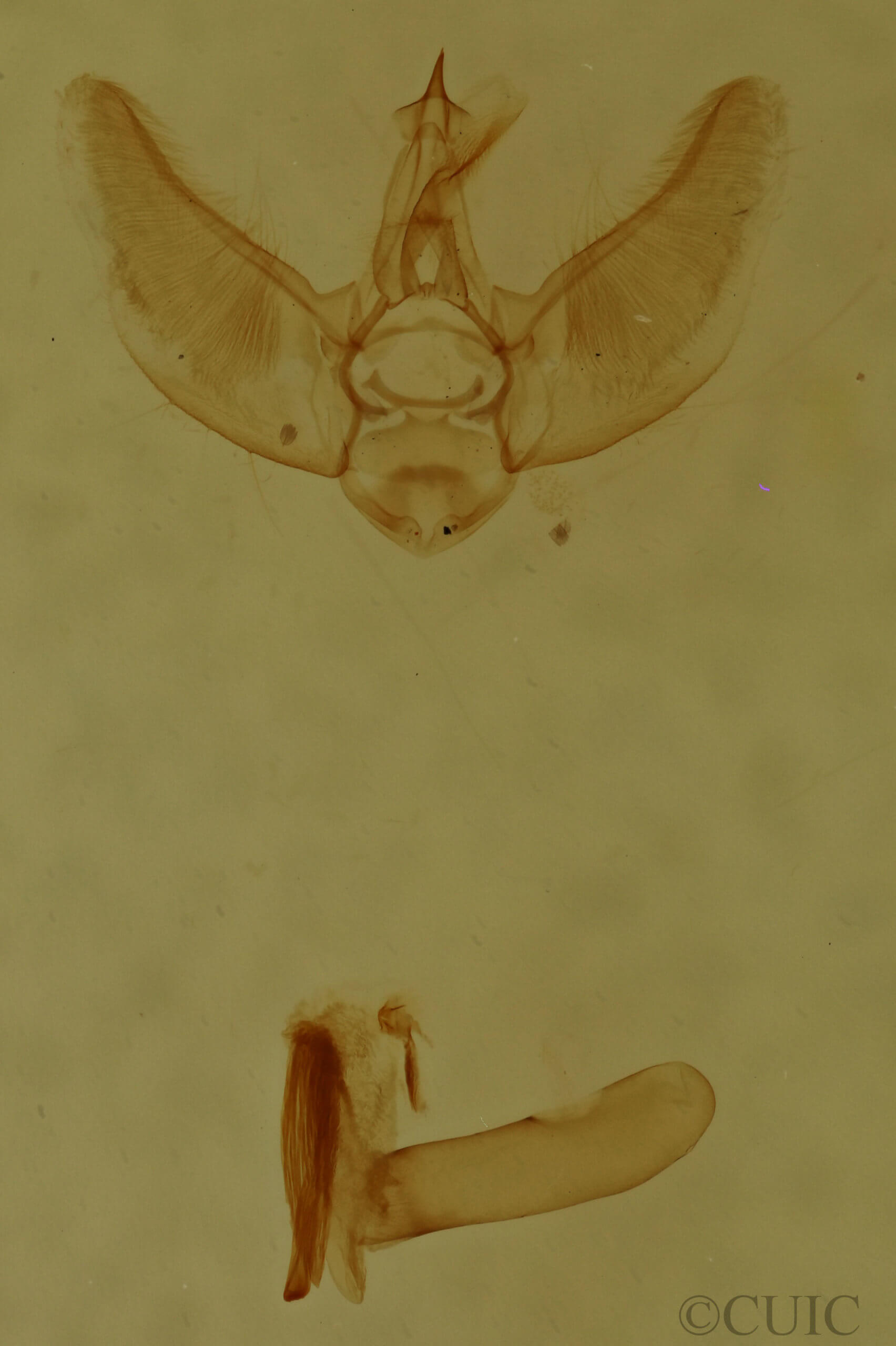 genitalia view of adult Eupithecia annulata