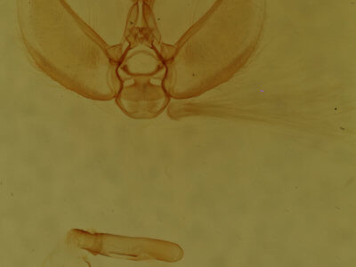 genitalia view of adult Eupithecia fletcherata