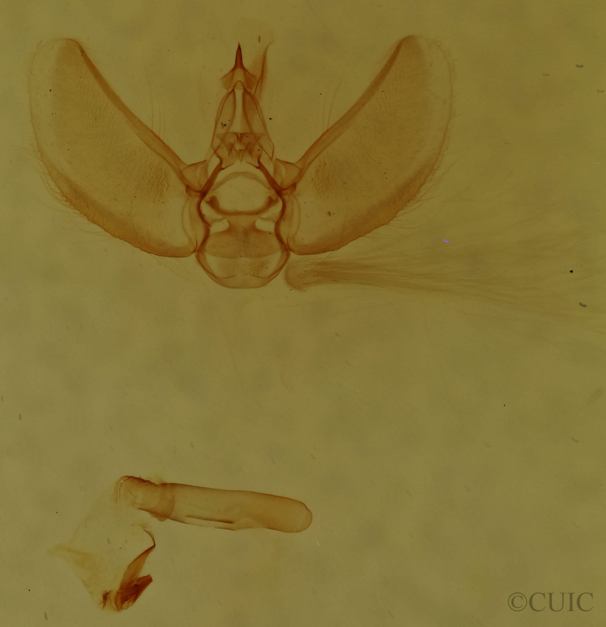 genitalia view of adult Eupithecia fletcherata