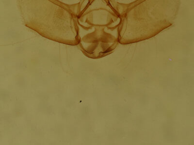 genitalia view of adult Eupithecia gelidata