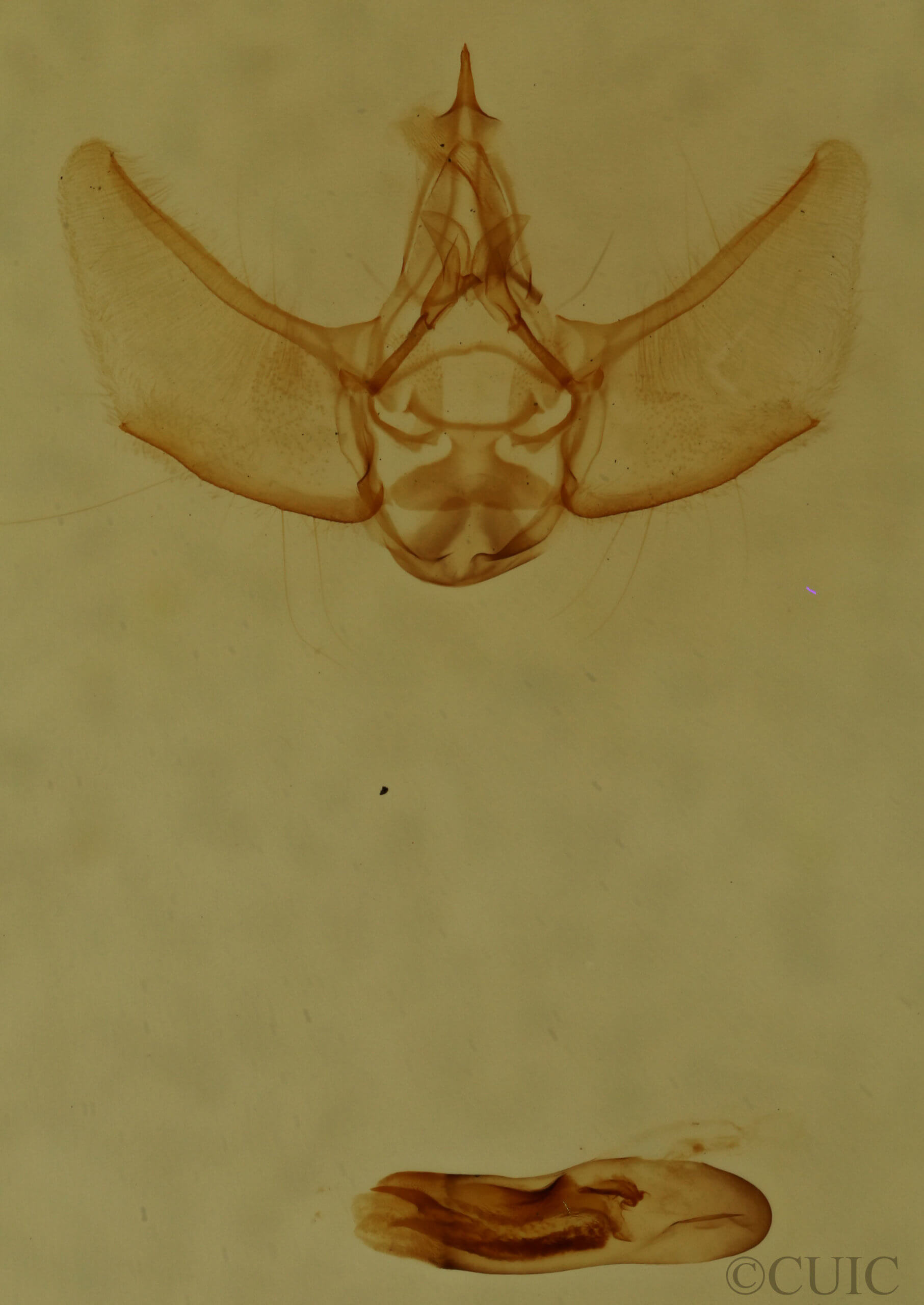 genitalia view of adult Eupithecia gelidata