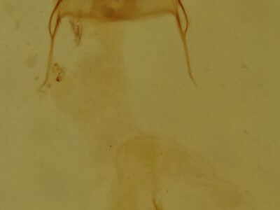 genitalia view of adult Eupithecia palpata