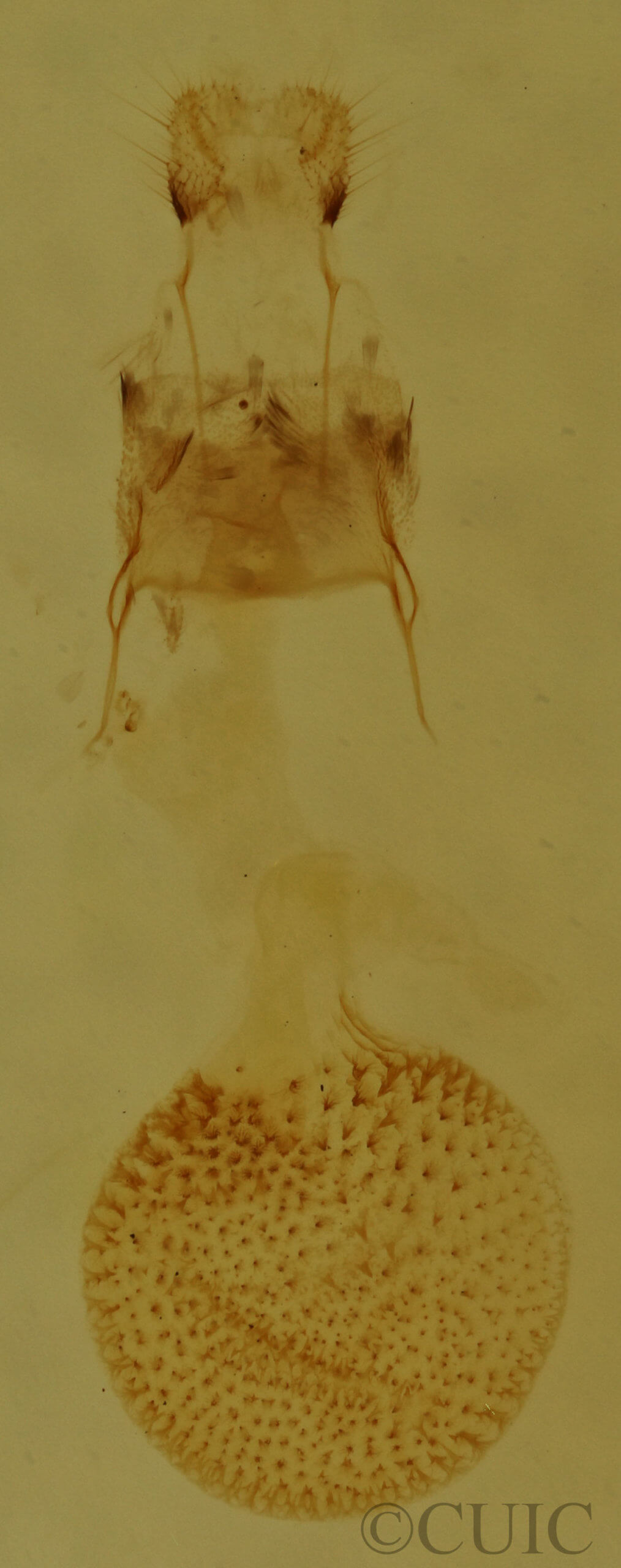genitalia view of adult Eupithecia palpata
