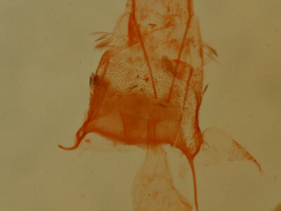 genitalia view of adult Eupithecia palpata