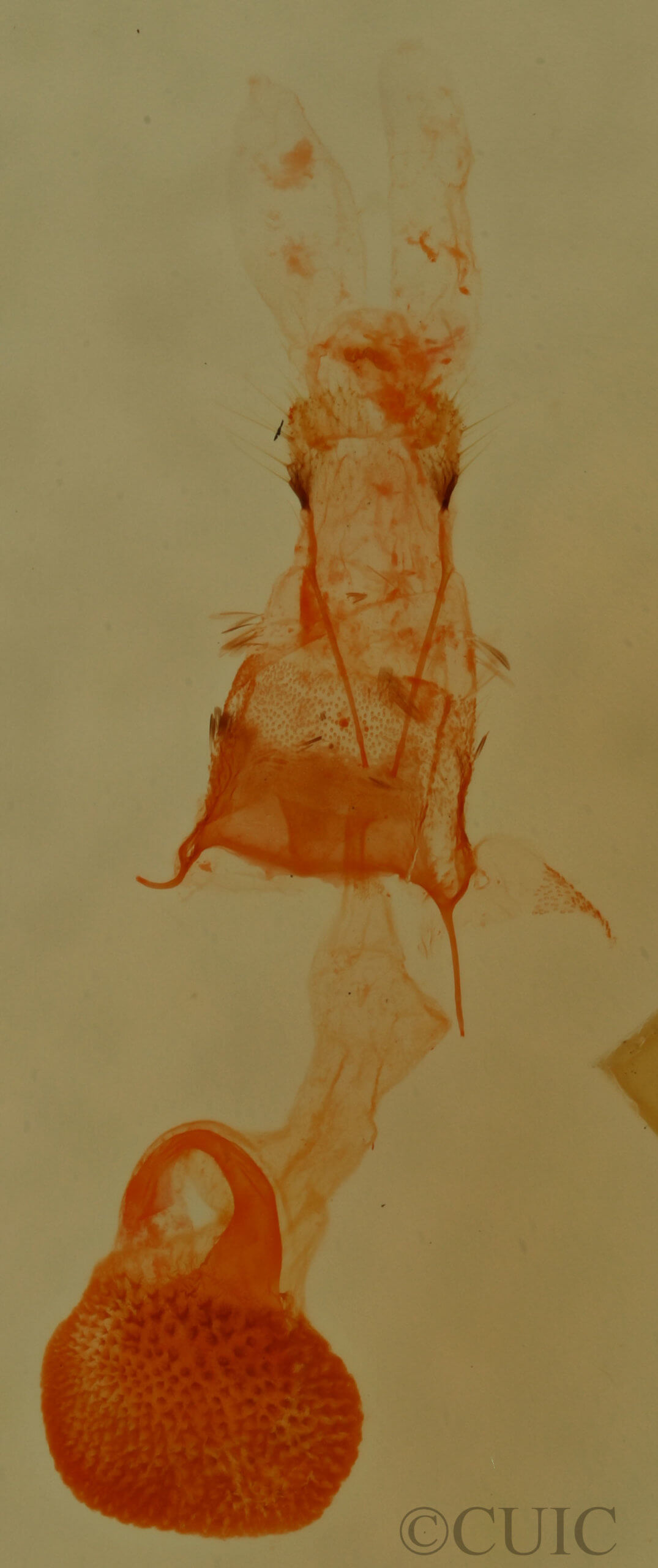 genitalia view of adult Eupithecia palpata