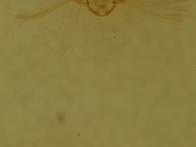 genitalia view of adult Eupithecia russeliata