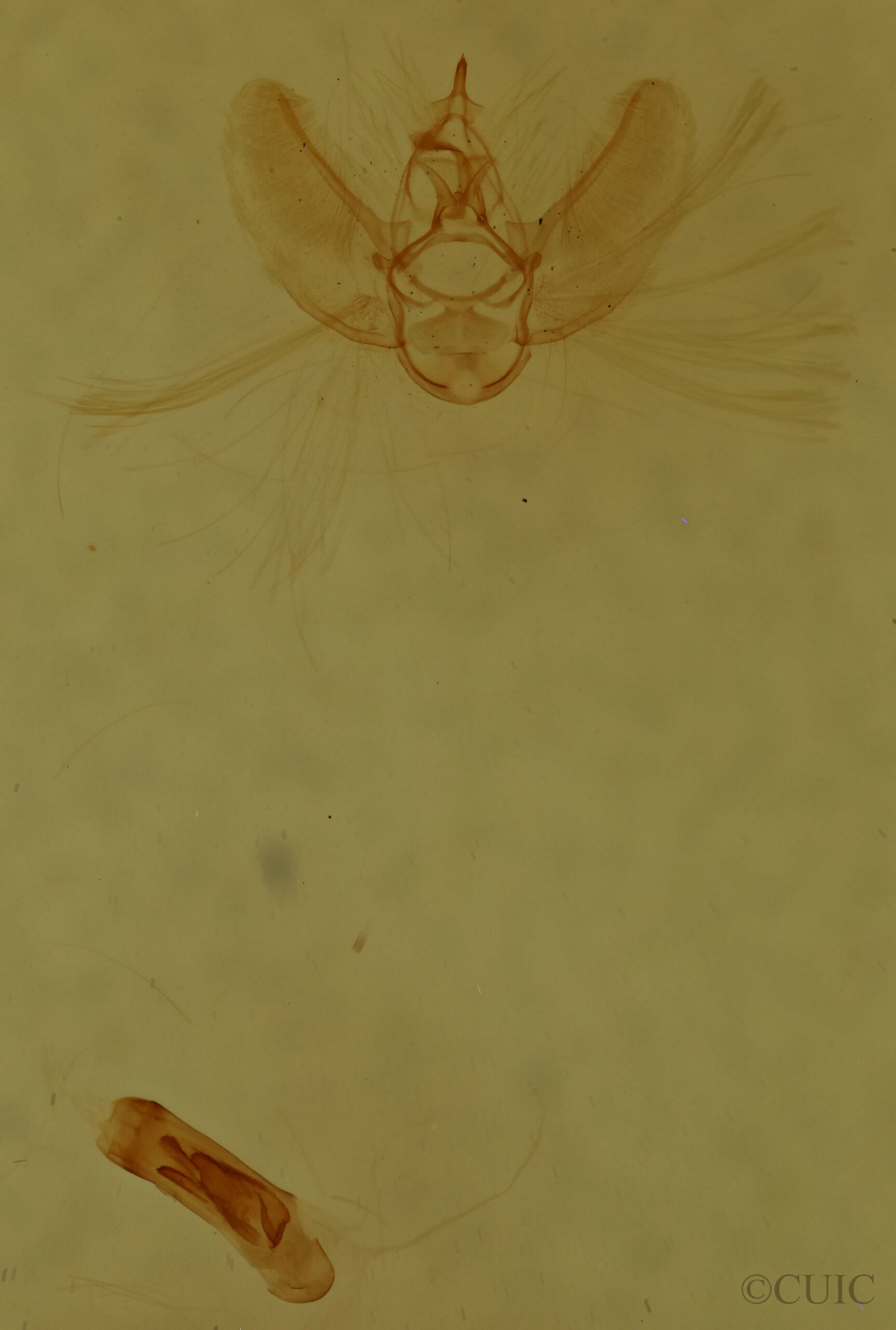 genitalia view of adult Eupithecia russeliata