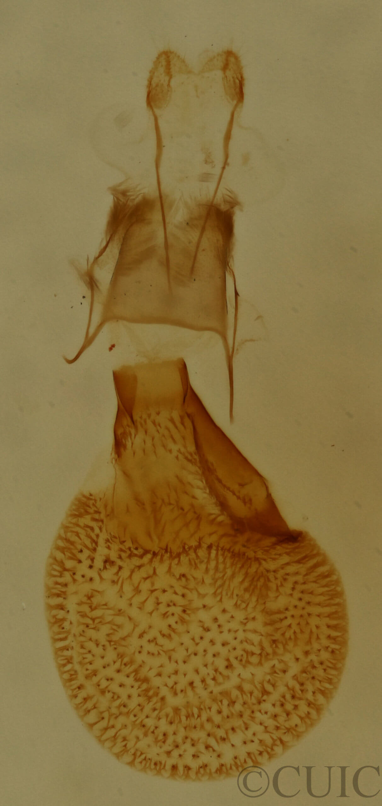 genitalia view of adult Eupithecia russeliata