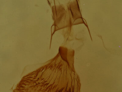 genitalia view of adult Eupithecia satyrata