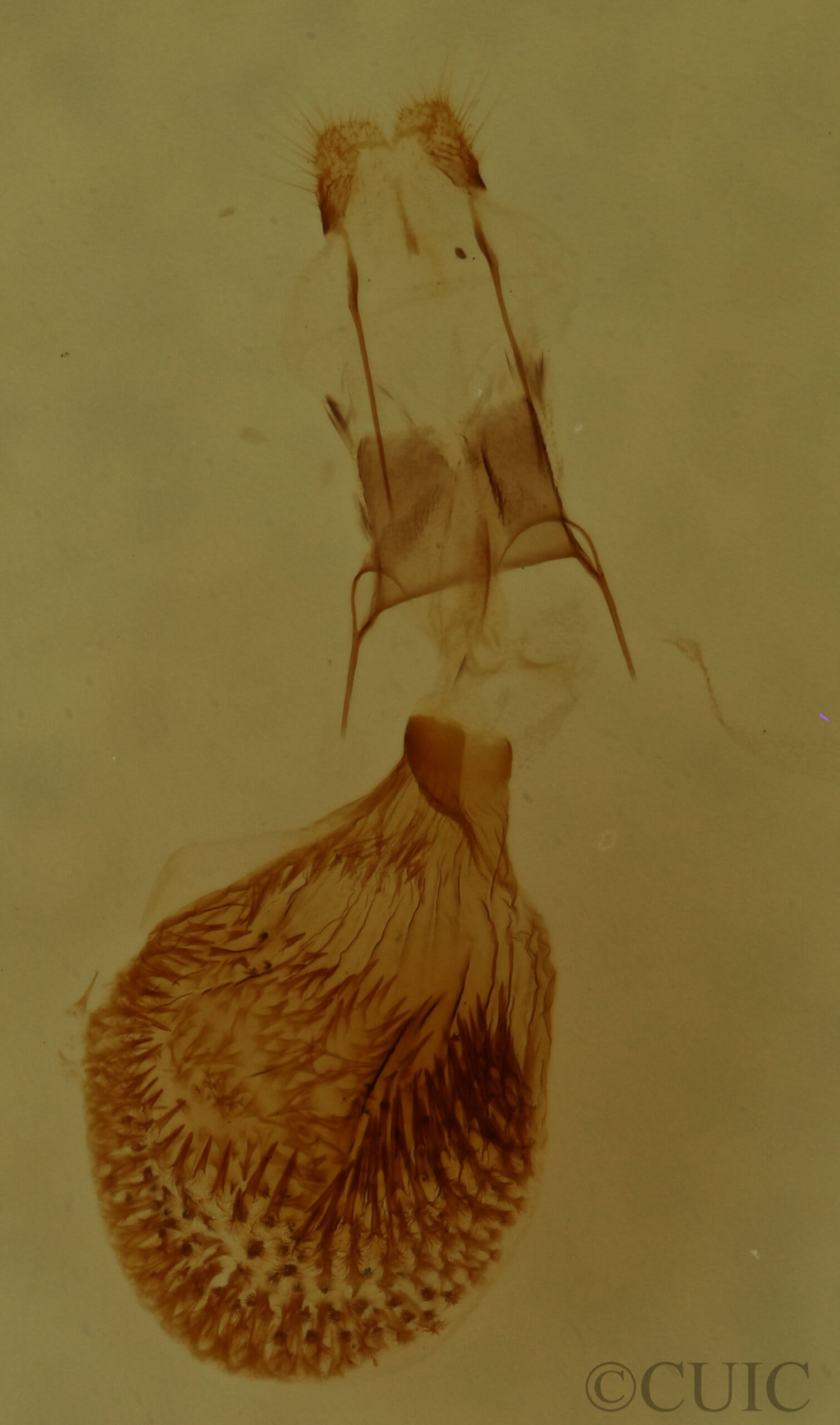 genitalia view of adult Eupithecia satyrata