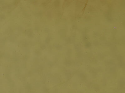 genitalia view of adult Eupithecia strattonata