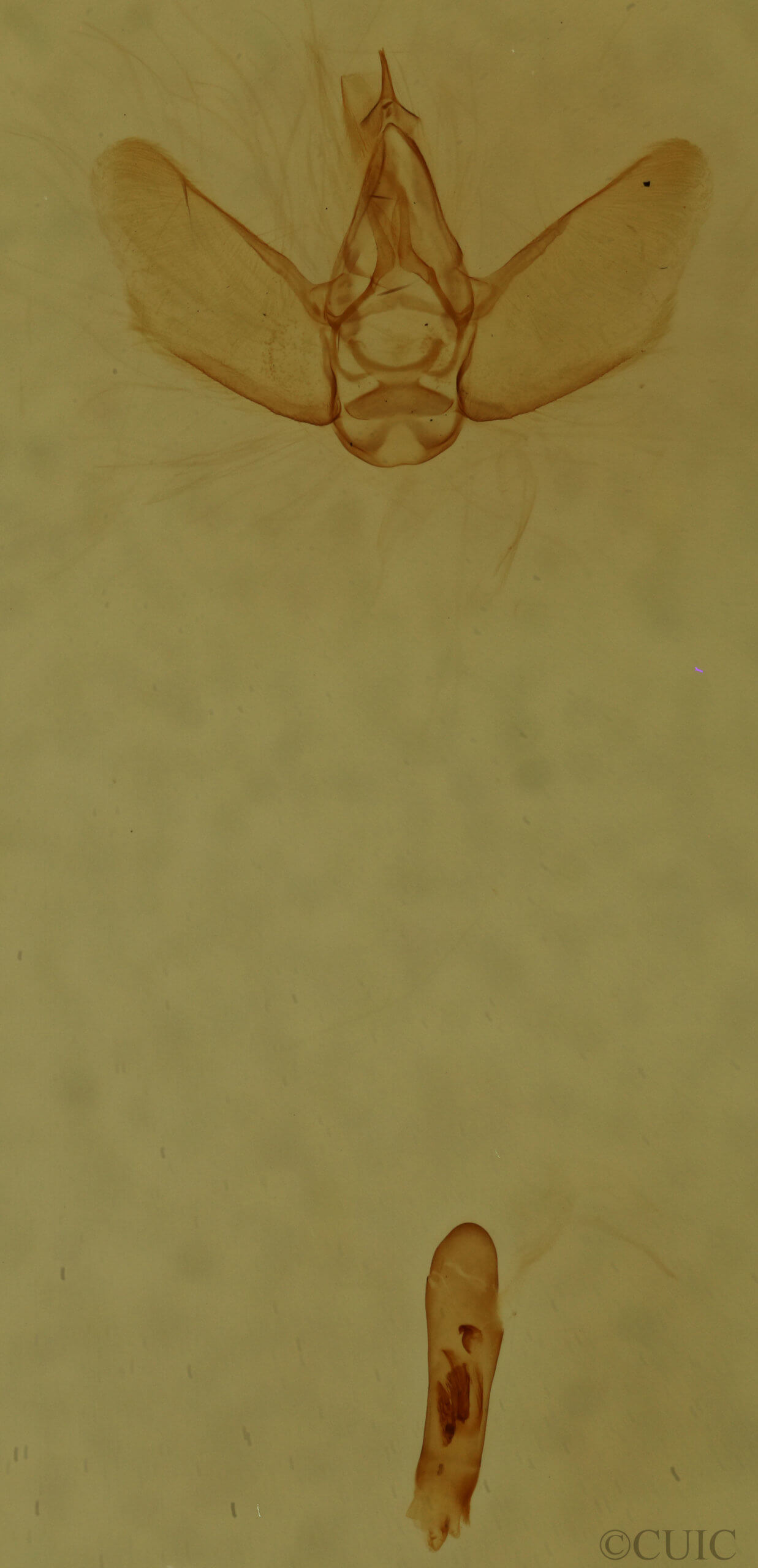 genitalia view of adult Eupithecia strattonata