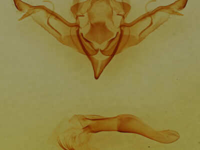 genitalia view of adult Eupsilia sidus