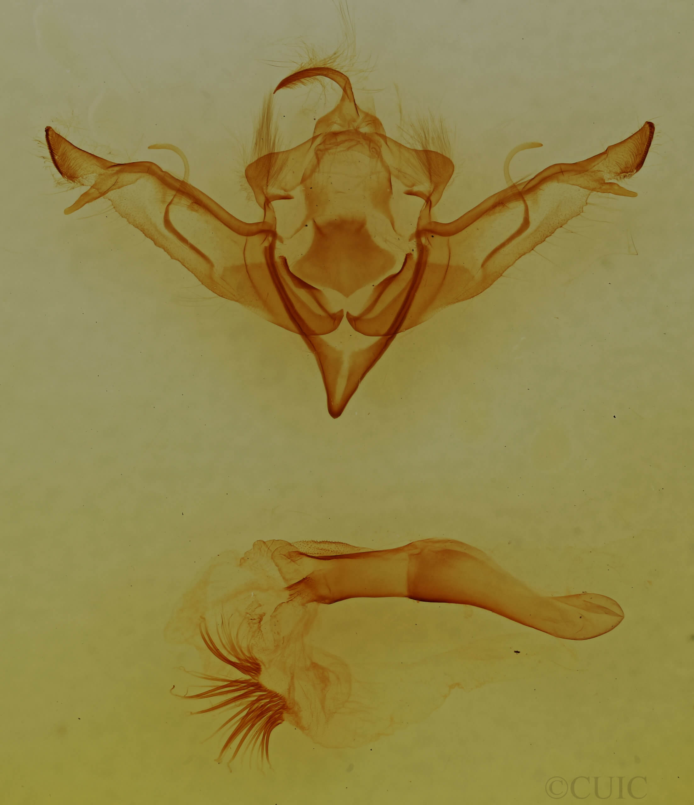 genitalia view of adult Eupsilia sidus