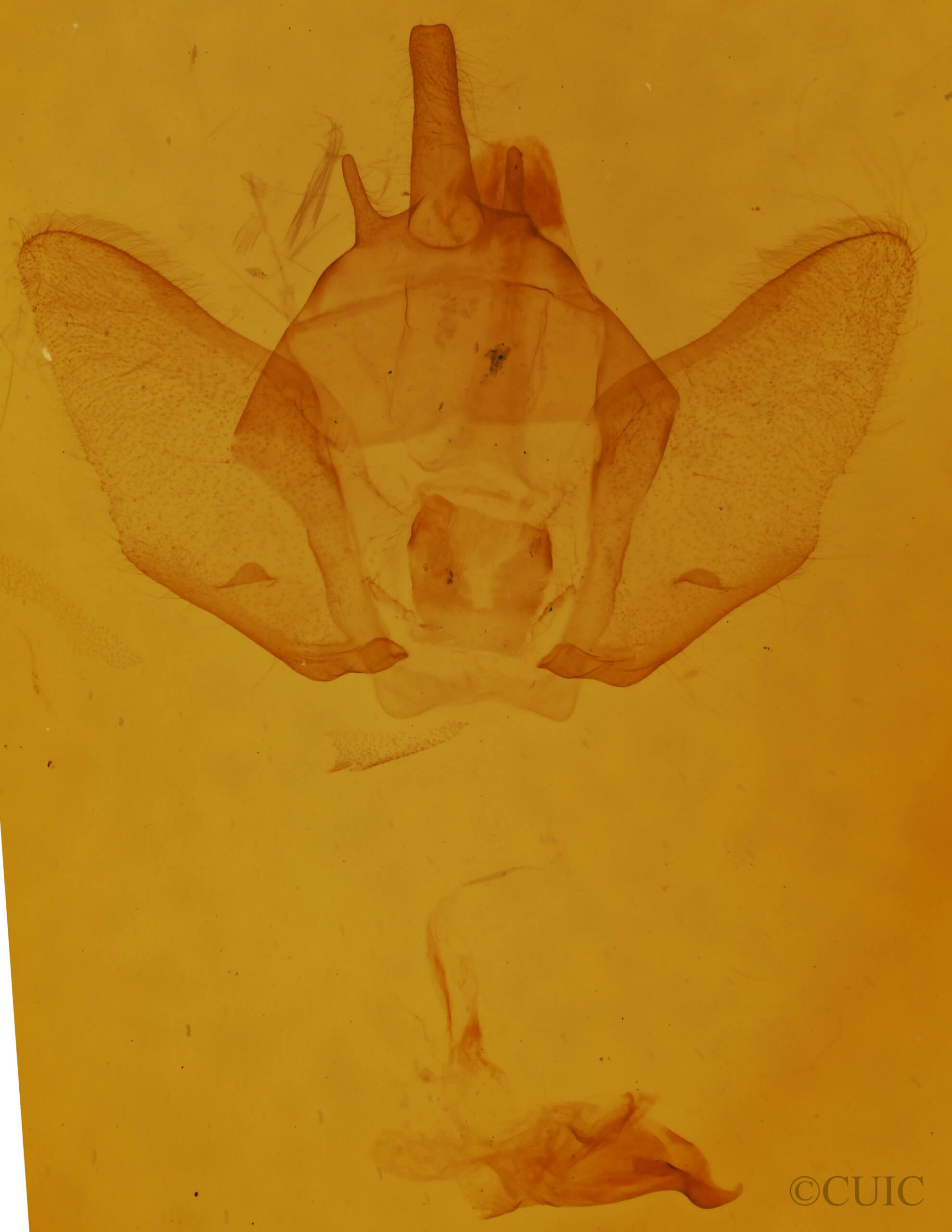 genitalia view of adult Euthyatira pudens