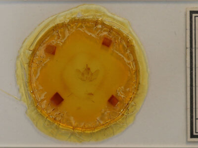 slide view of adult Euthyatira pudens