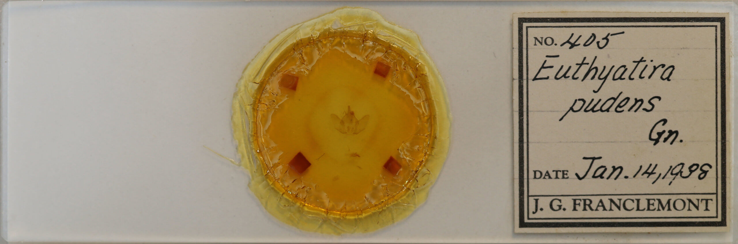 slide view of adult Euthyatira pudens