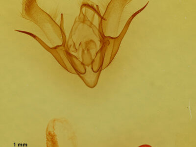 genitalia view of adult Euxoa albipennis