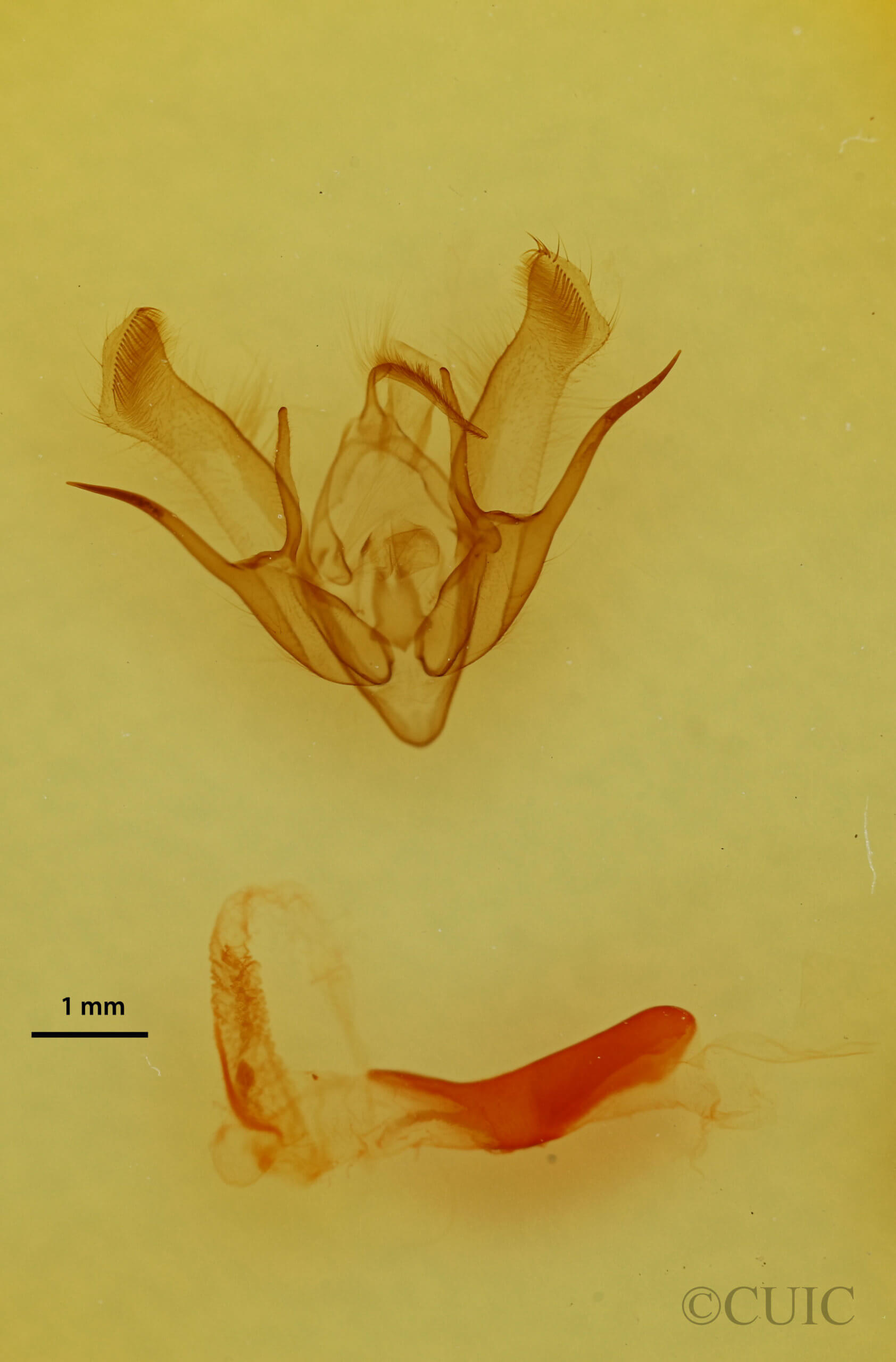 genitalia view of adult Euxoa albipennis