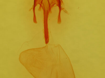 genitalia view of adult Euxoa albipennis