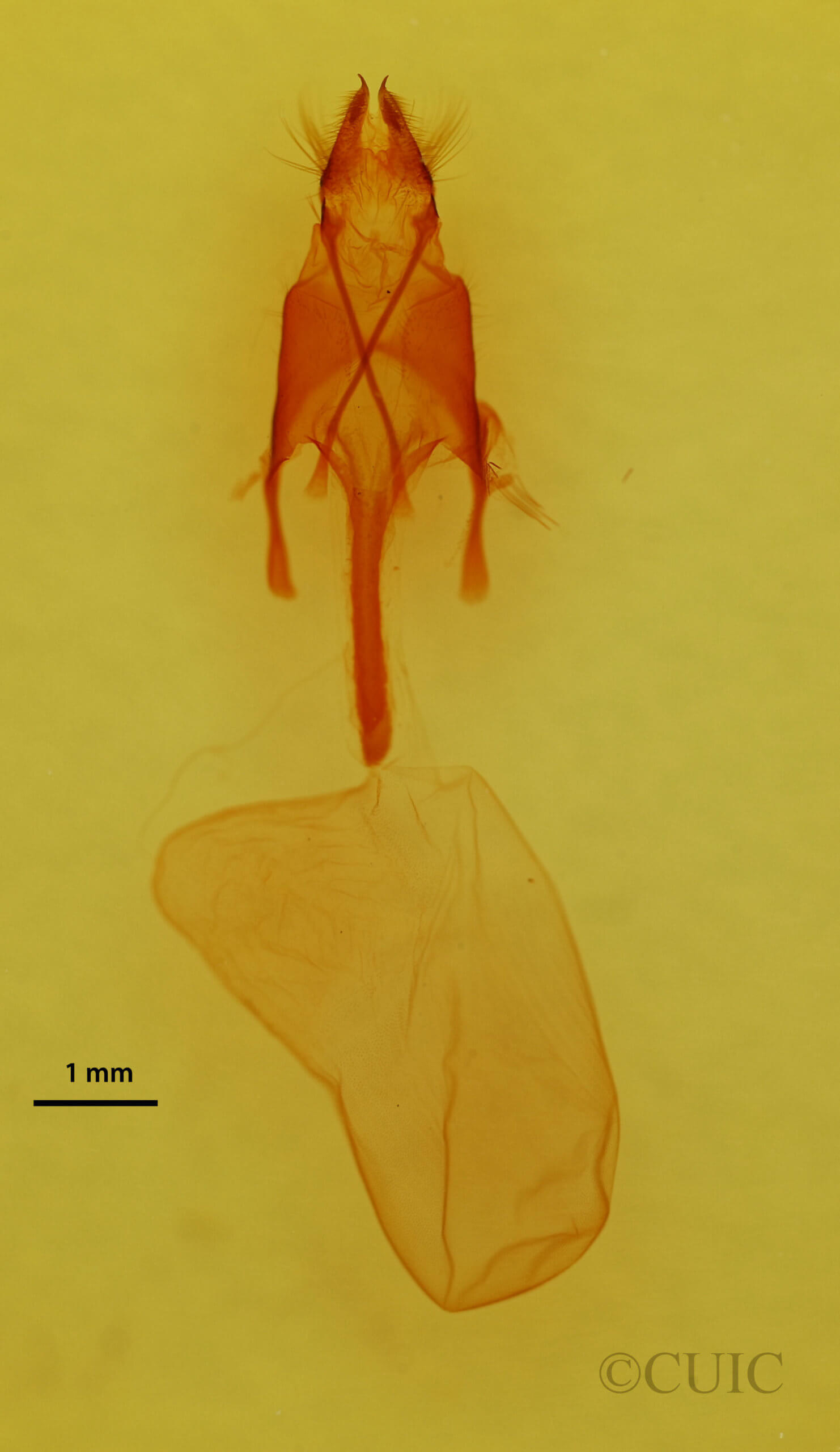 genitalia view of adult Euxoa albipennis