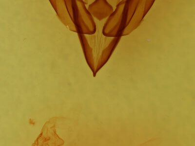 genitalia view of adult Euxoa auxiliaris