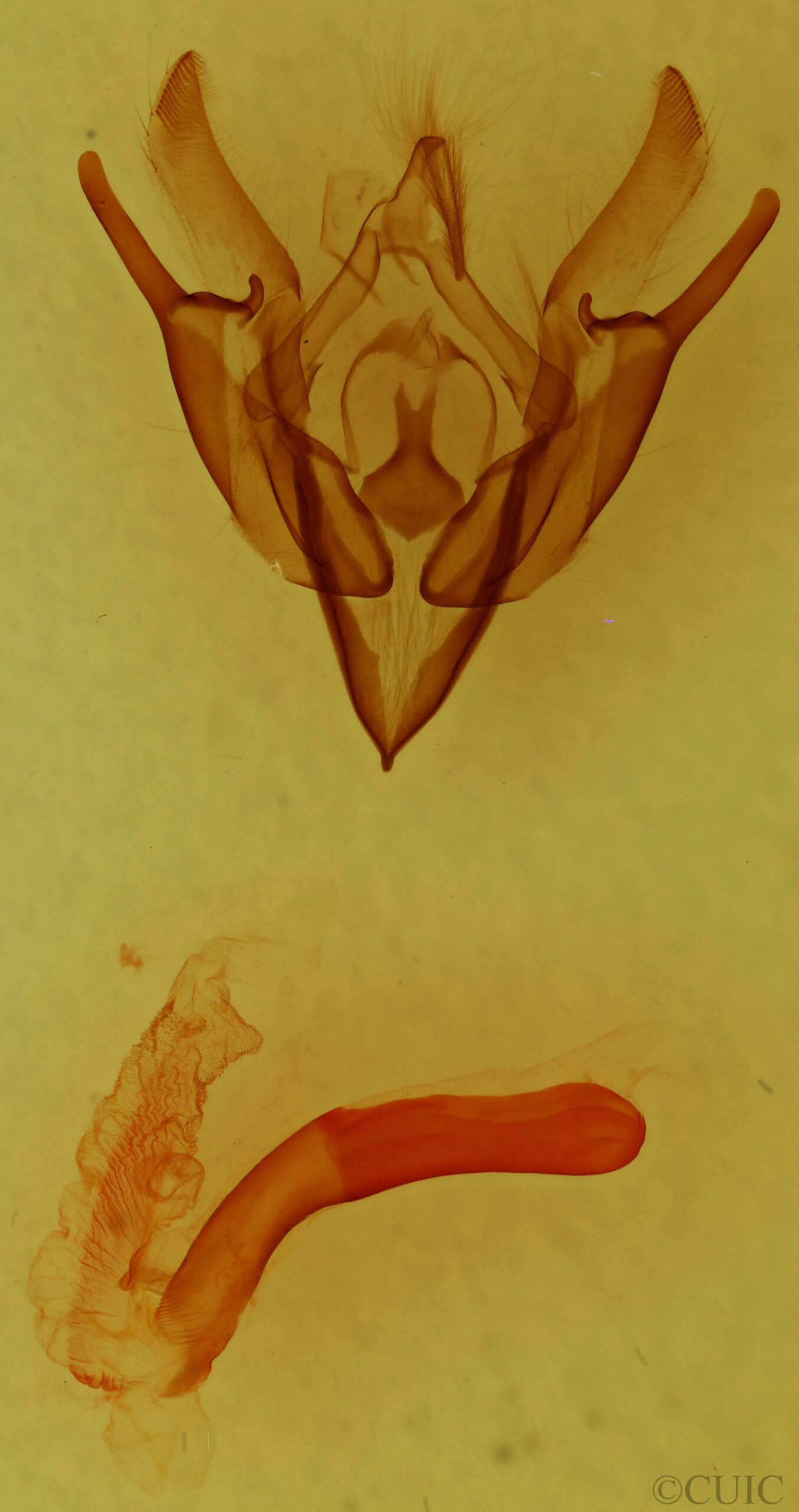 genitalia view of adult Euxoa auxiliaris