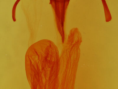 genitalia view of adult Euxoa auxiliaris