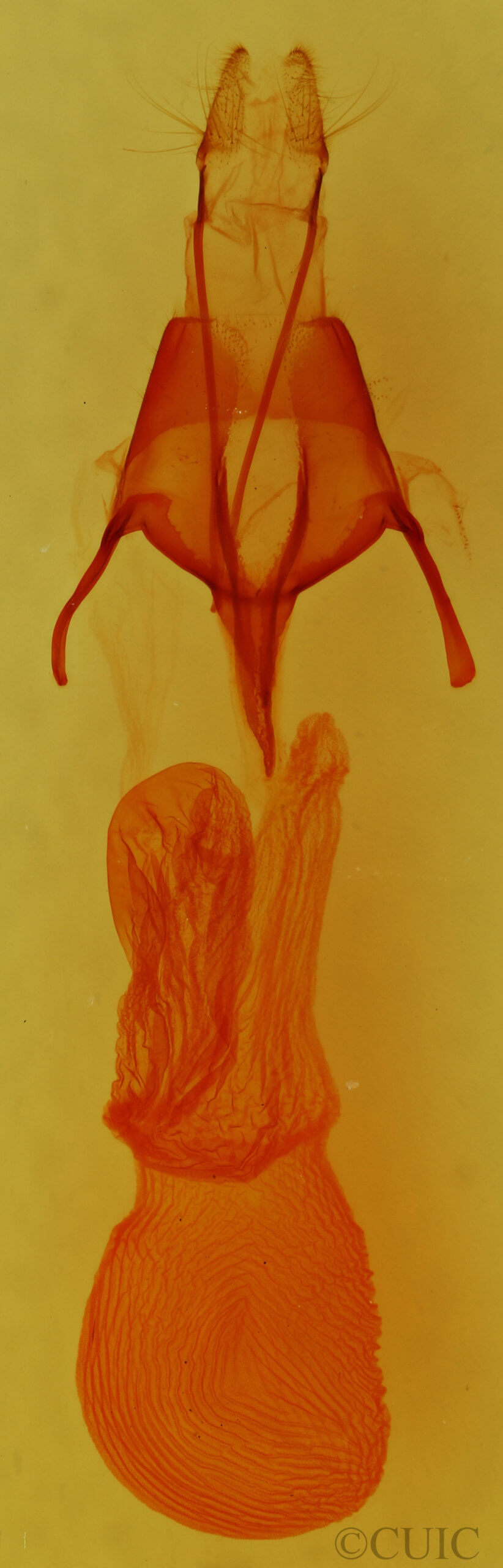 genitalia view of adult Euxoa auxiliaris