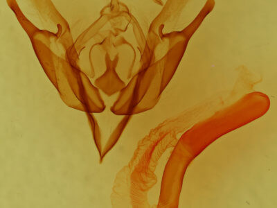 genitalia view of adult Euxoa auxiliaris