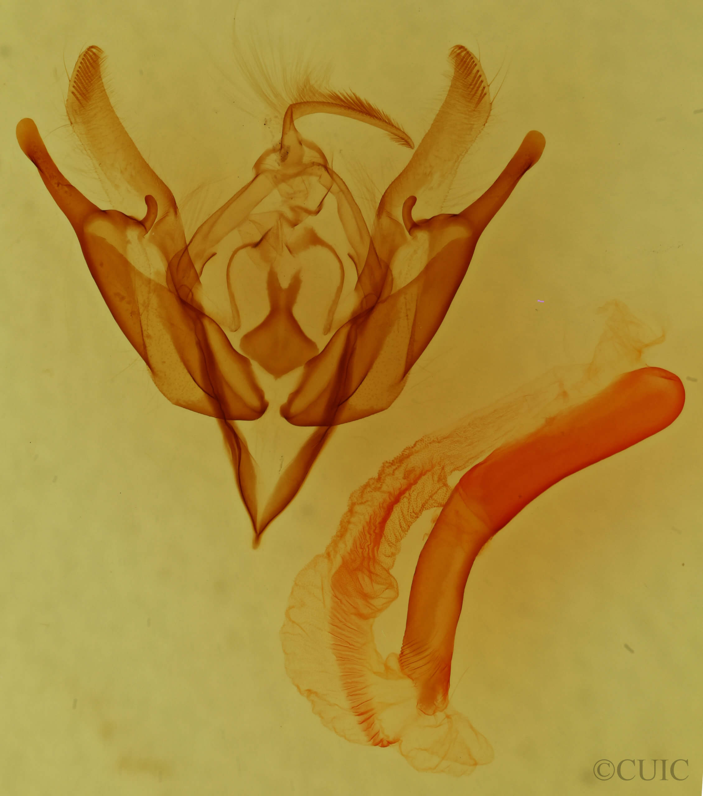 genitalia view of adult Euxoa auxiliaris