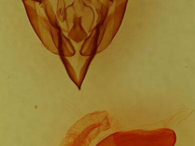 genitalia view of adult Euxoa auxiliaris