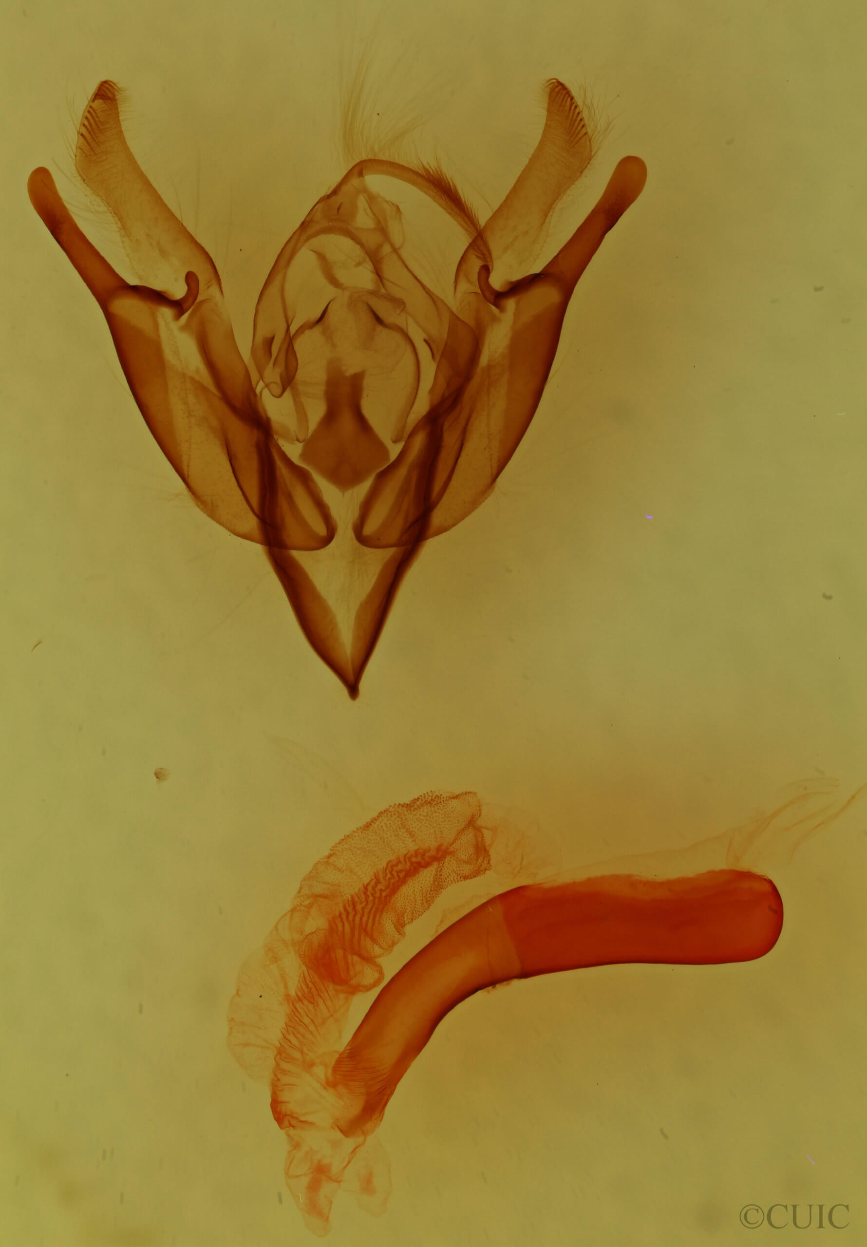 genitalia view of adult Euxoa auxiliaris