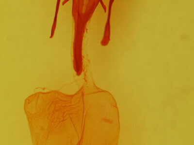 genitalia view of adult Euxoa basalis