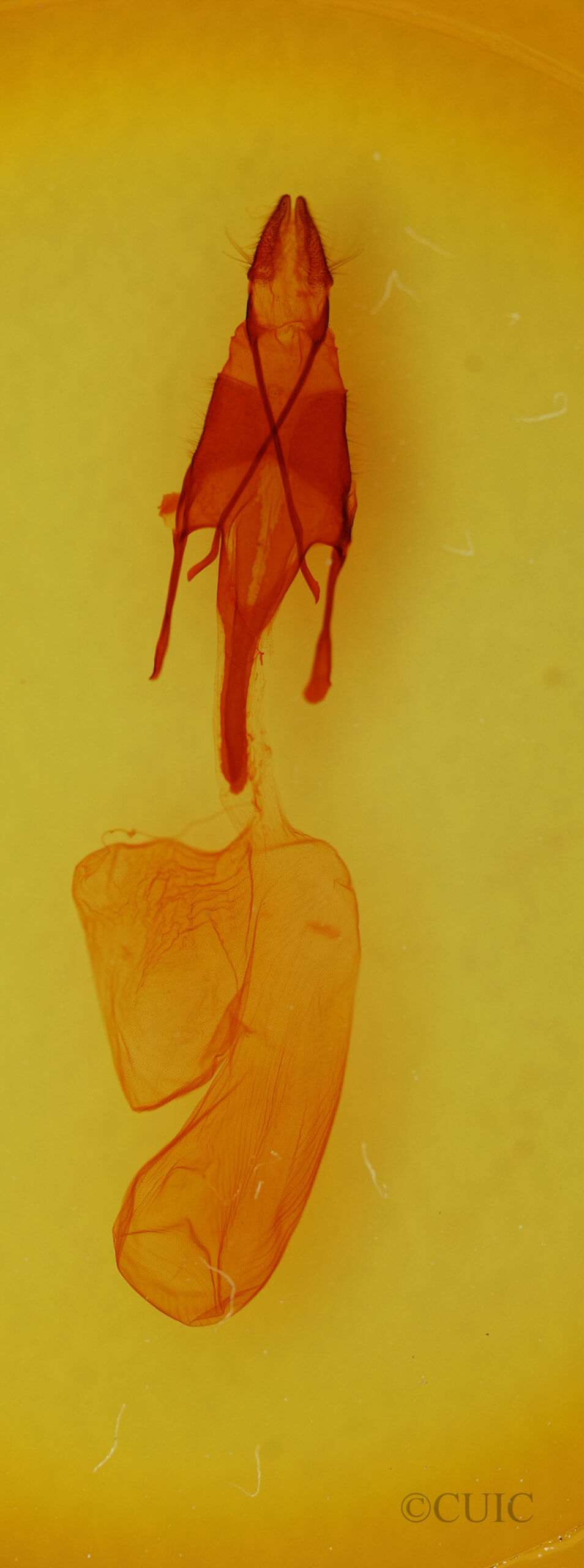 genitalia view of adult Euxoa basalis