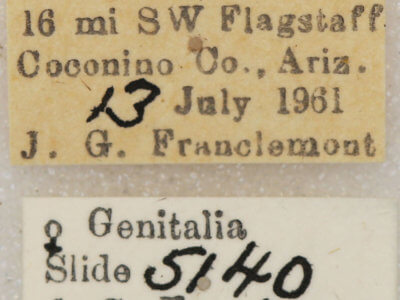 label view of adult Euxoa basalis