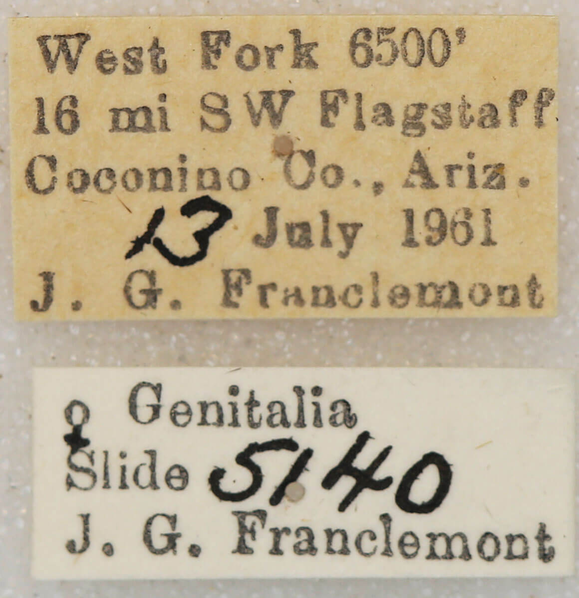 label view of adult Euxoa basalis