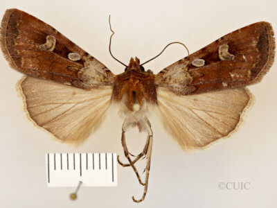 dorsal view of adult Euxoa basalis
