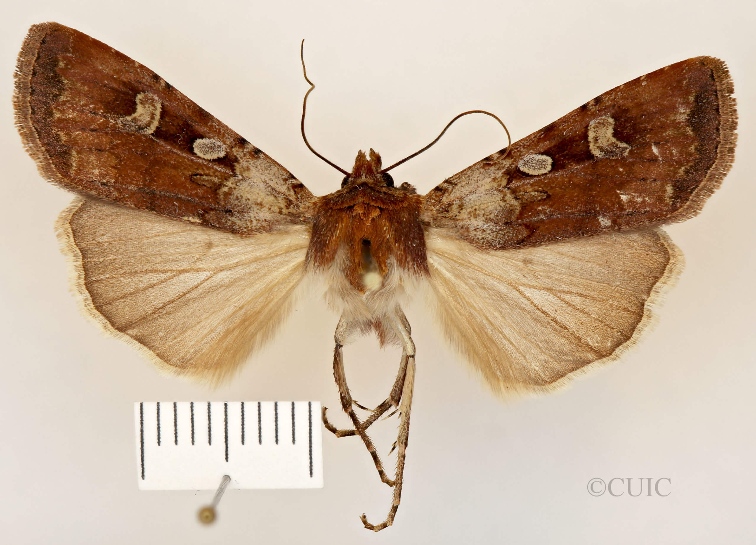 dorsal view of adult Euxoa basalis